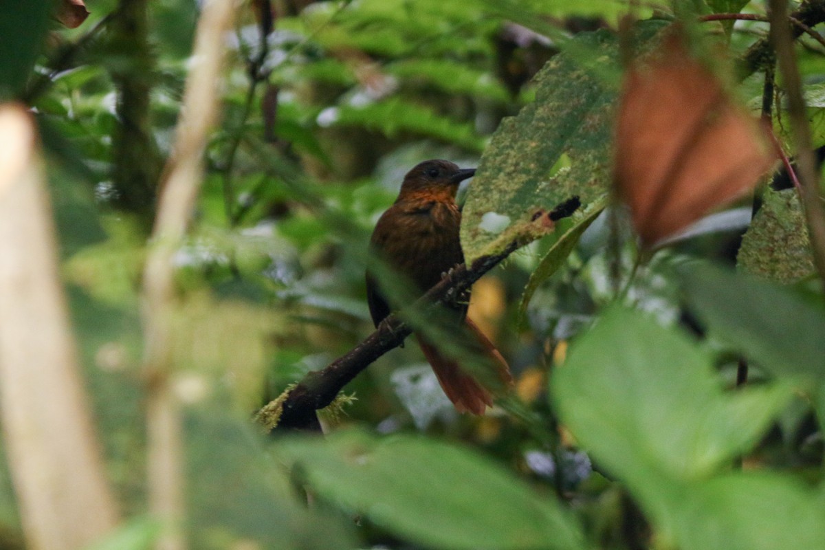 Streak-breasted Treehunter - ML410042251