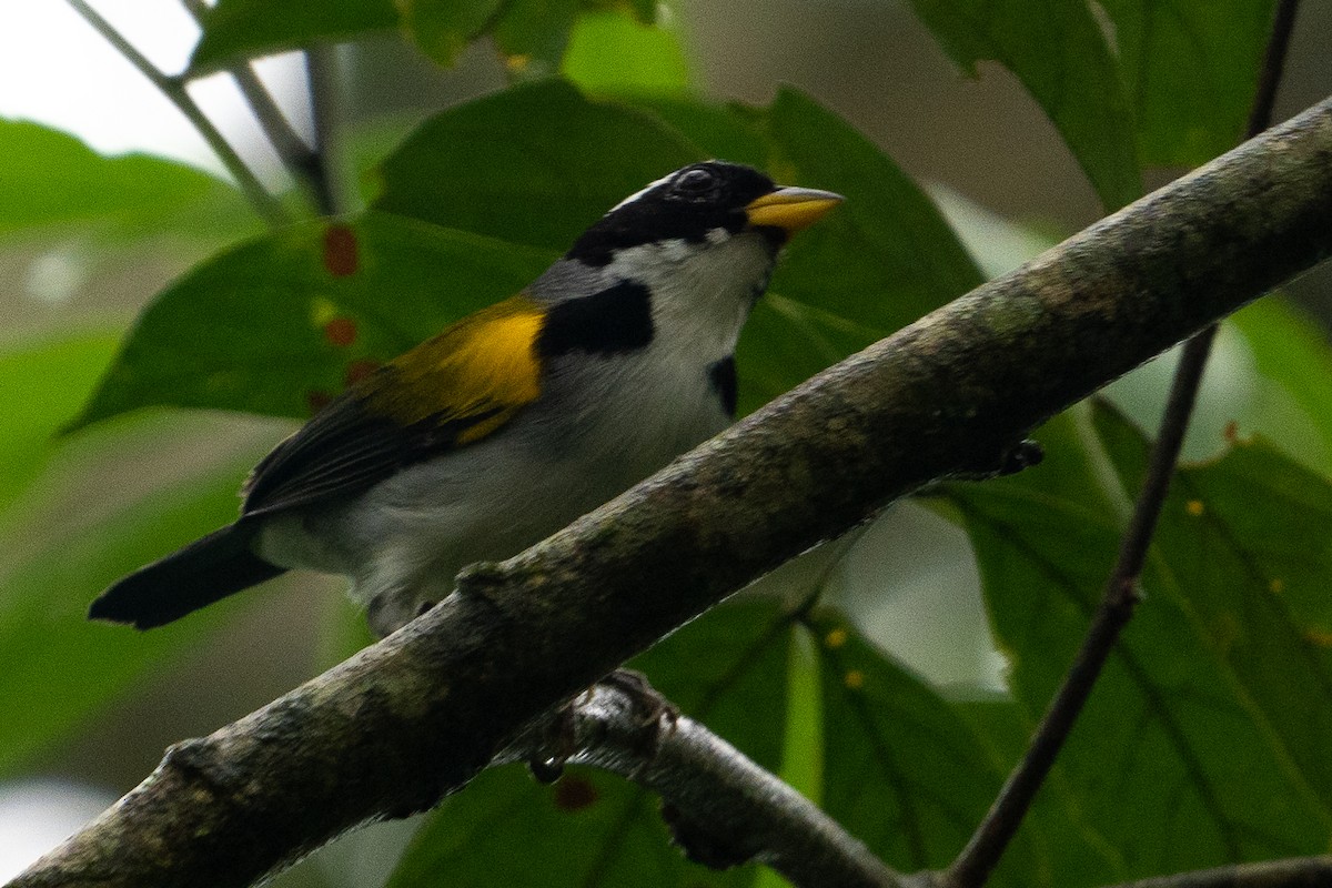 Pectoral Sparrow (Yellow-mandibled) - ML410042991