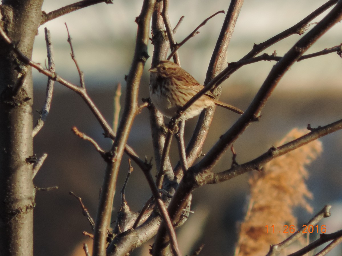 Song Sparrow - ML41004621