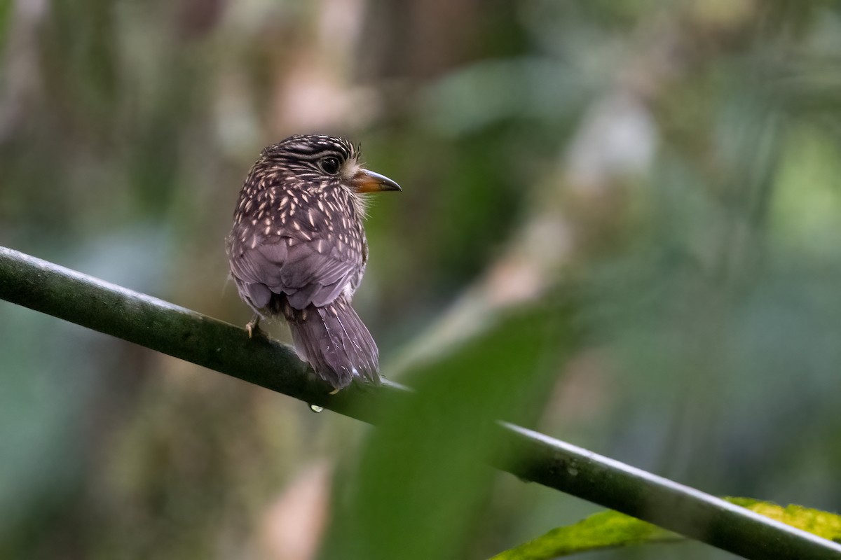 White-chested Puffbird - Richard Edden