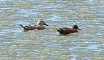 Red Shoveler - ML410047241