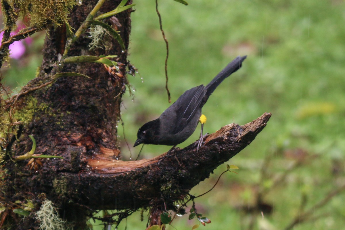 Yellow-thighed Brushfinch - David Garrigues