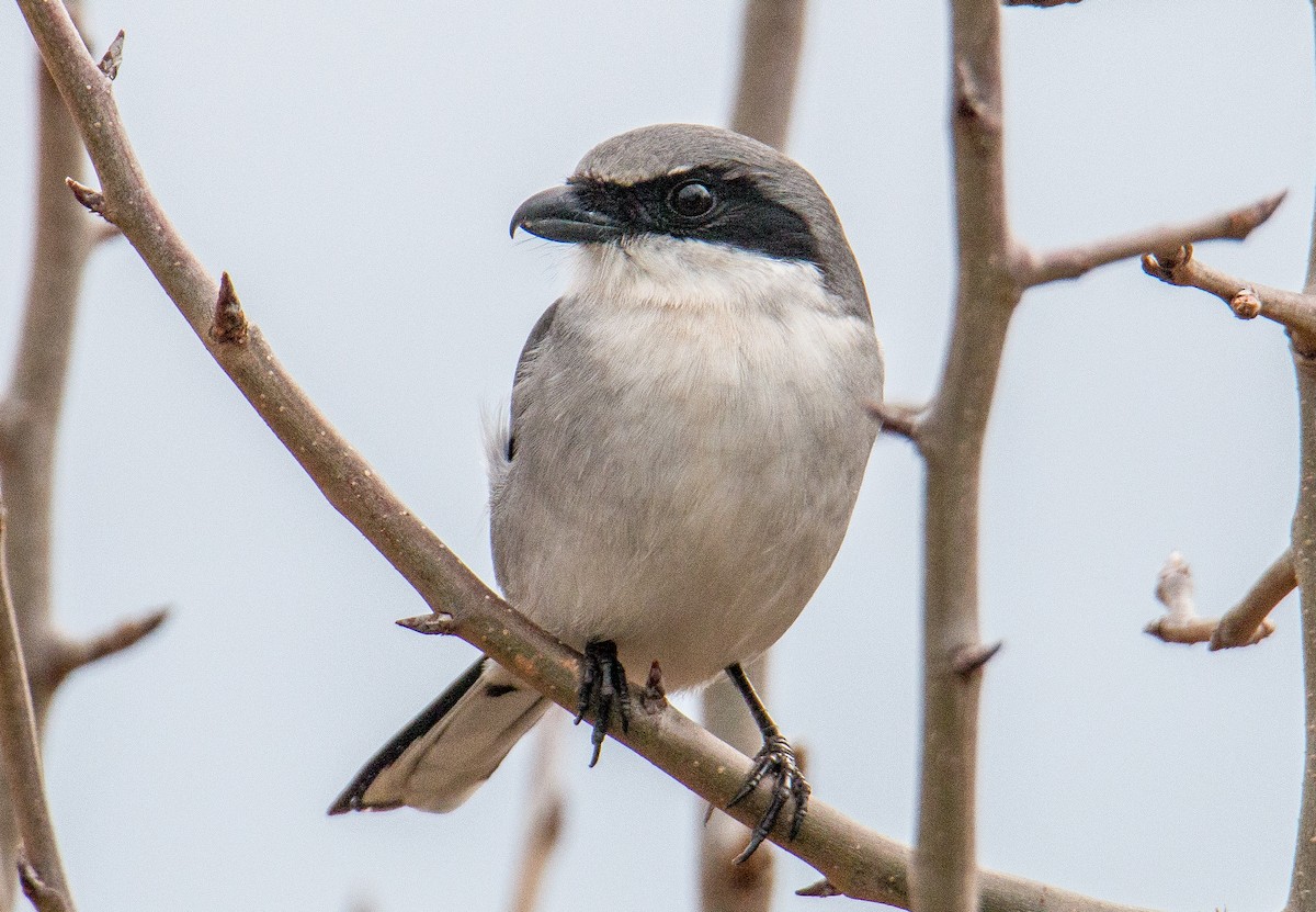 Loggerhead Shrike - ML410047811