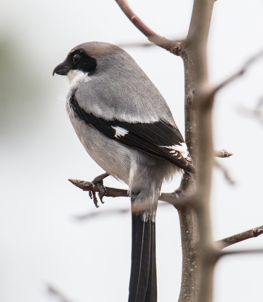 Loggerhead Shrike - ML410047821