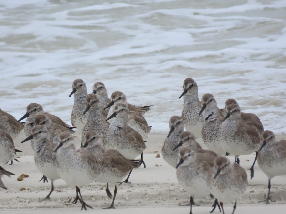 Red Knot - Pam Meharg