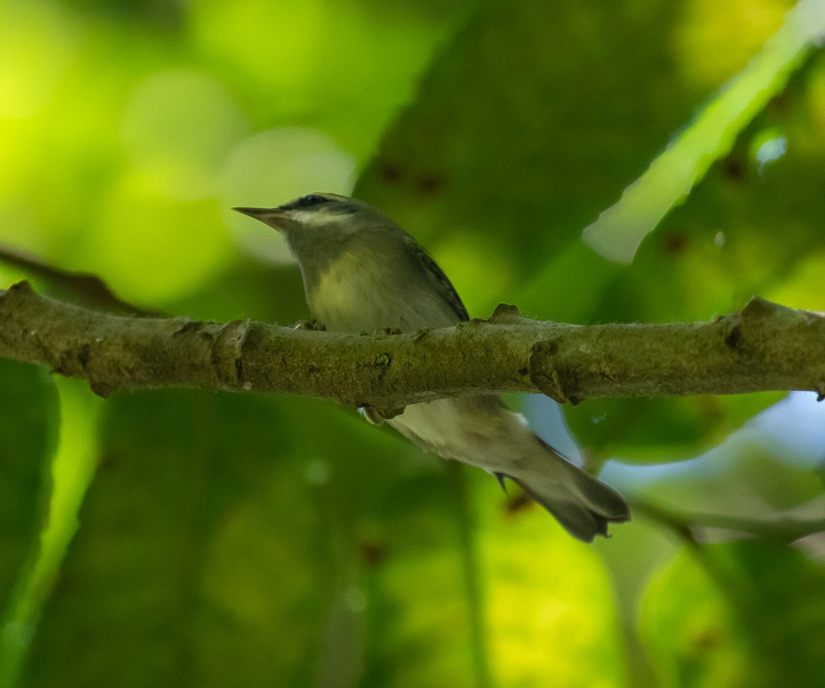 Golden-winged Warbler - ML410053461