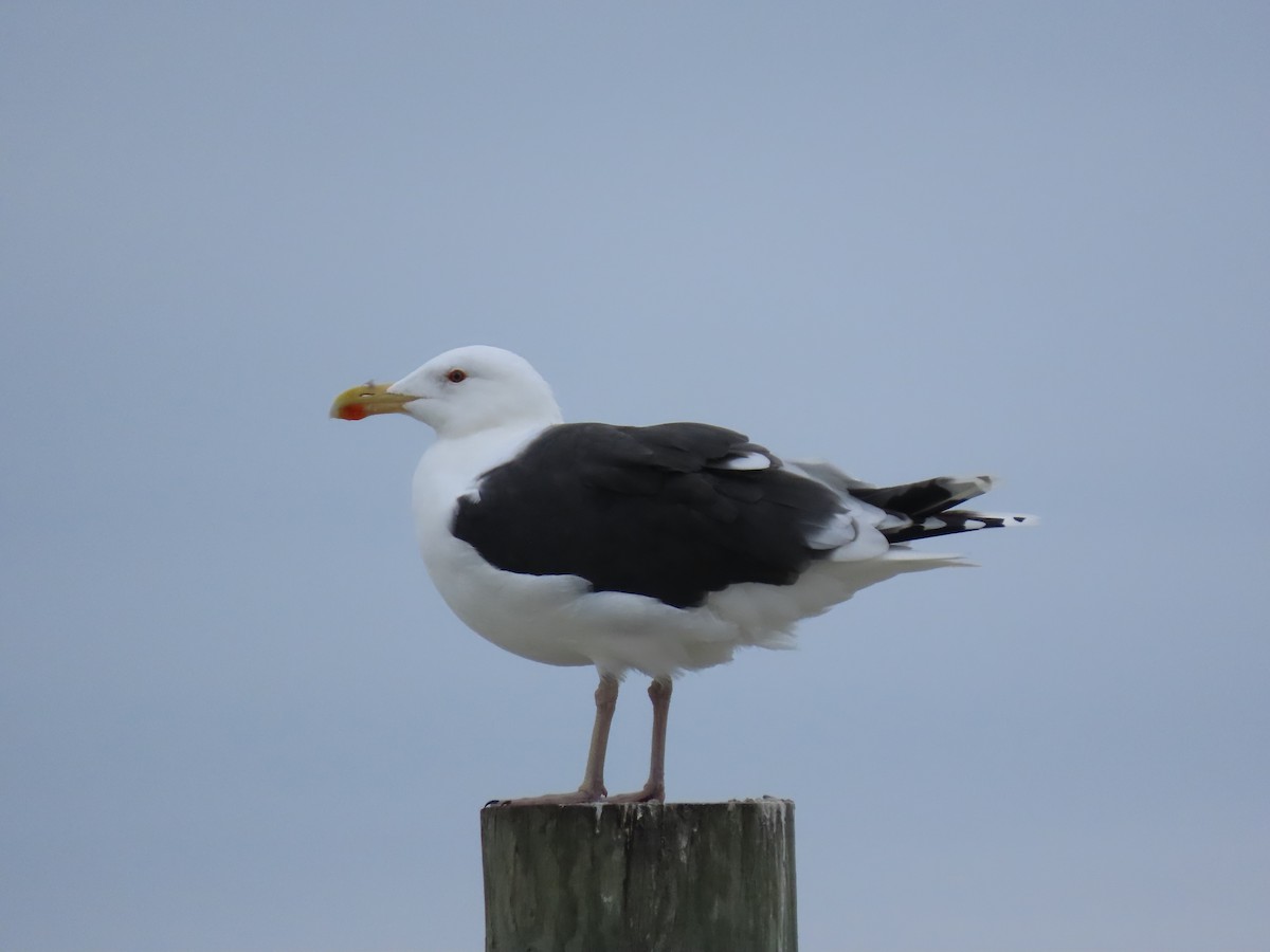 Great Black-backed Gull - ML410054031