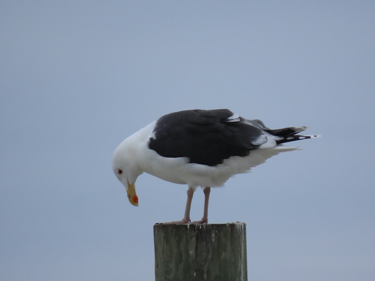 Great Black-backed Gull - ML410054111