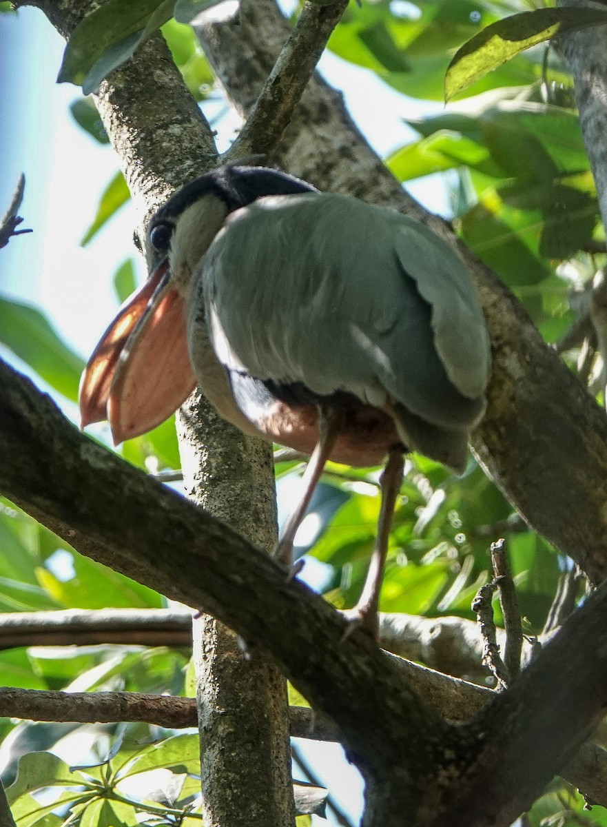 Boat-billed Heron - Kathleen Horn