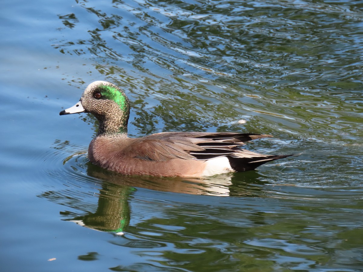 American Wigeon - ML410057871