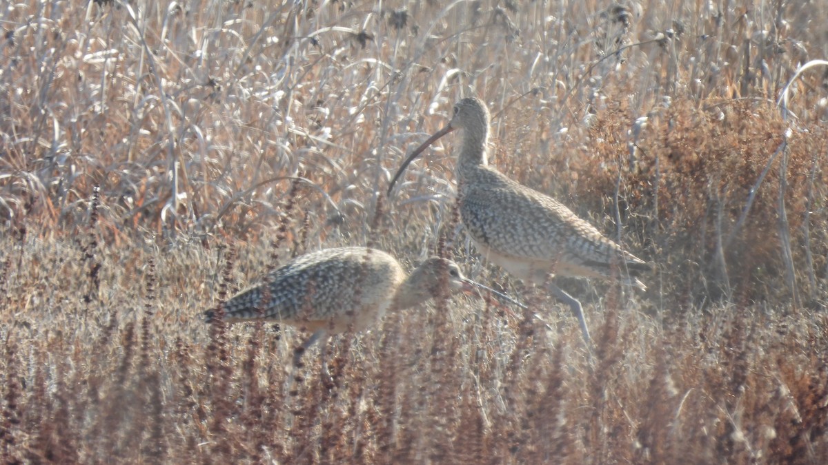 Long-billed Curlew - ML410058201