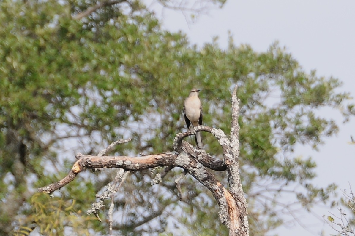 Northern Mockingbird - John Doty