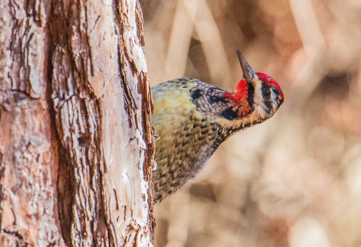 Yellow-bellied Sapsucker - ML410058741