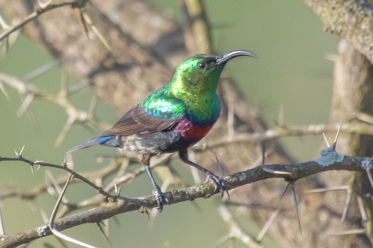 Purple-banded Sunbird - ML410060611