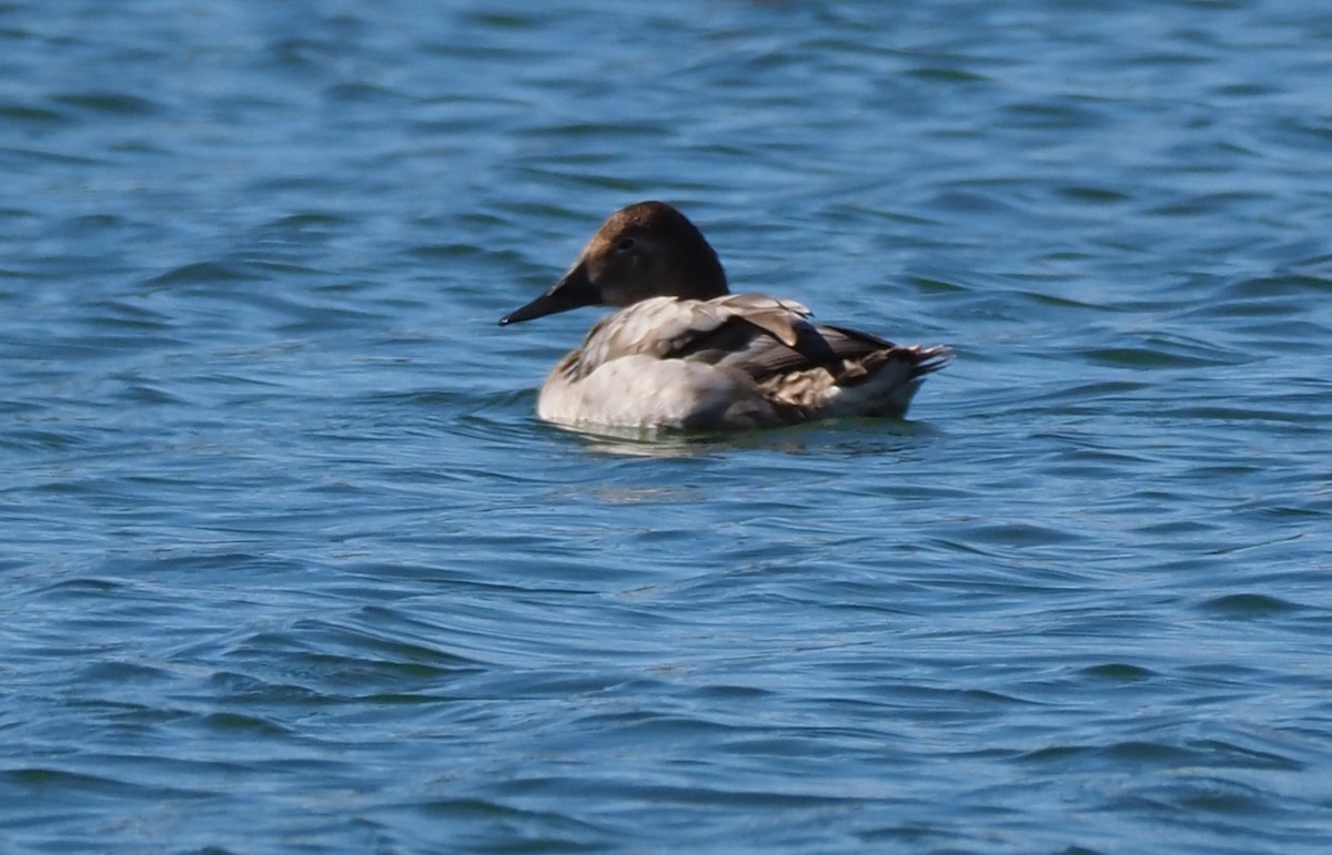 Canvasback - ML410061821