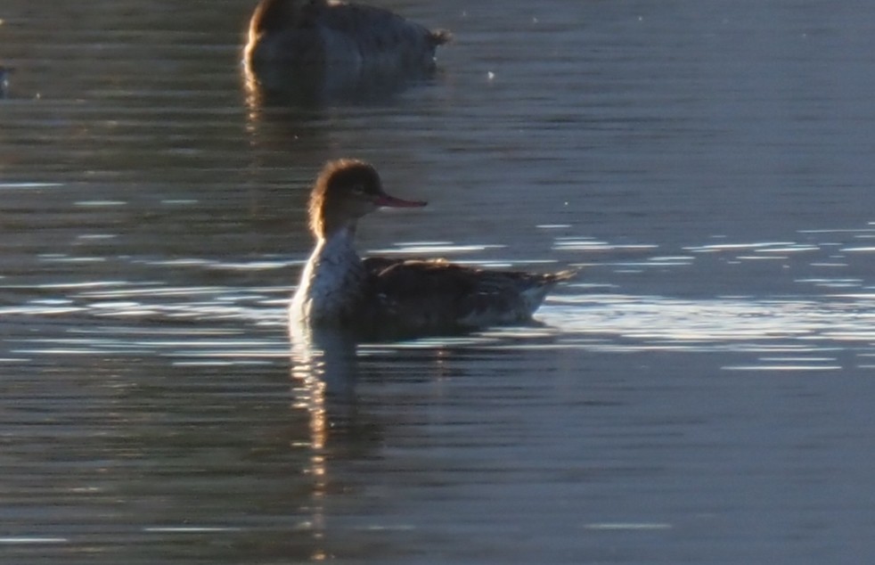 Red-breasted Merganser - ML410062041