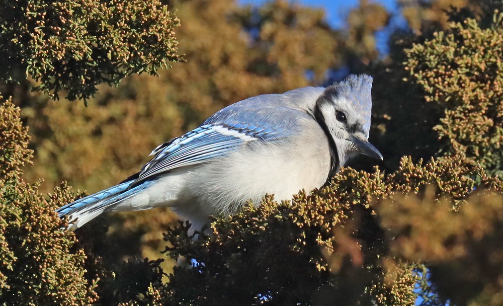 Blue Jay - ML410062771