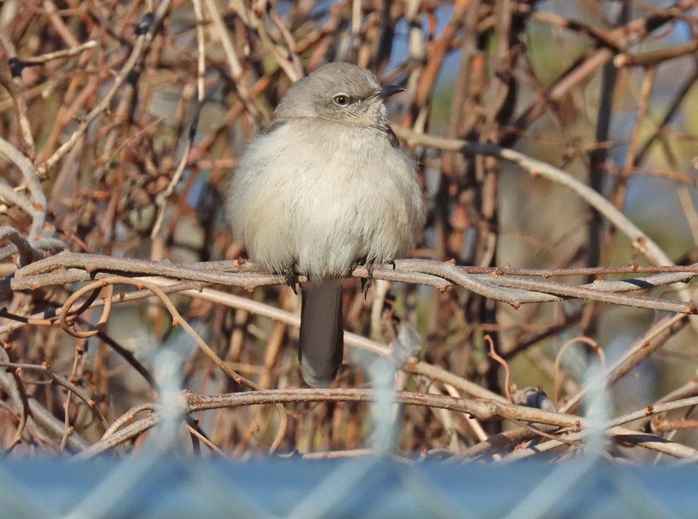 Northern Mockingbird - ML410062861