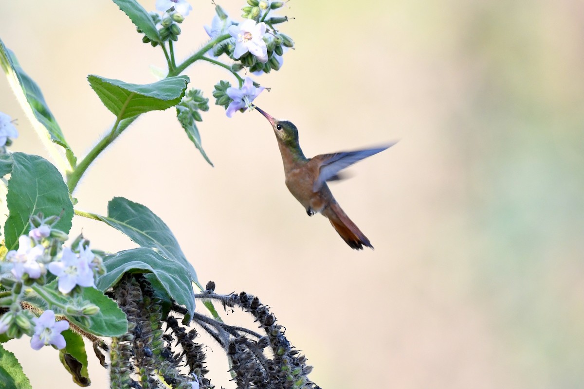 Cinnamon Hummingbird - ML410064861