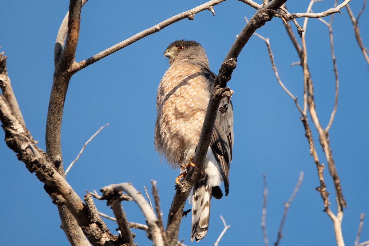 Cooper's Hawk - ML410064891