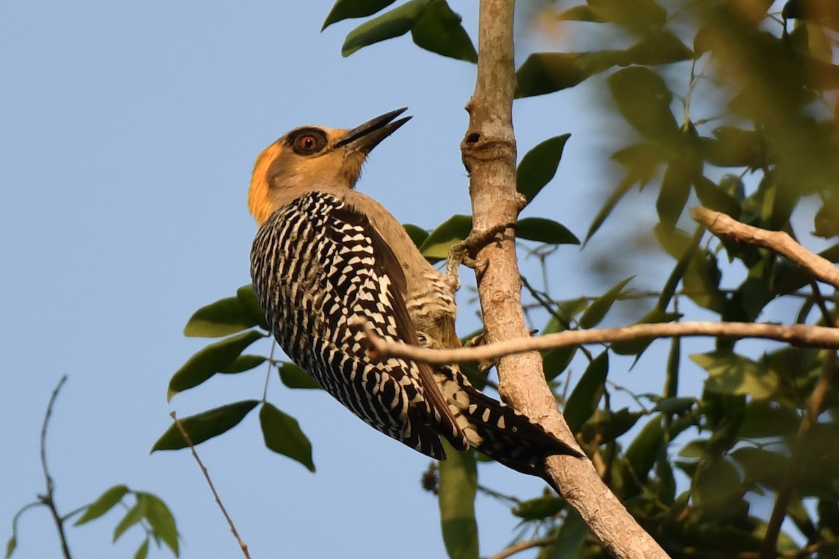 Golden-cheeked Woodpecker - ML410065471
