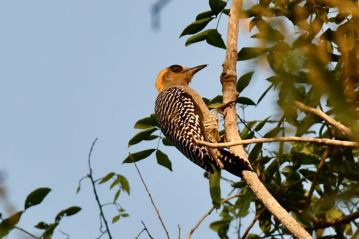 Golden-cheeked Woodpecker - ML410065481