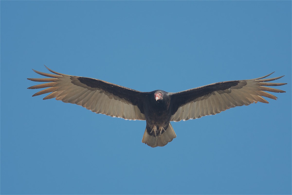 Turkey Vulture - ML410067021