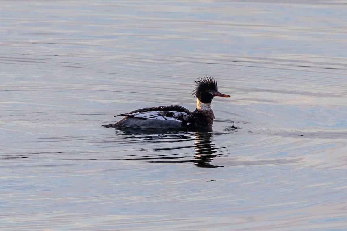 Red-breasted Merganser - ML410069301