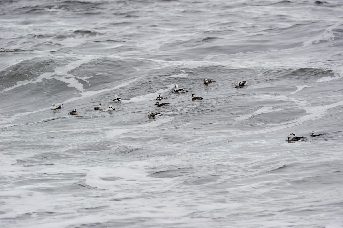 Long-tailed Duck - Shawn Fitzpatrick