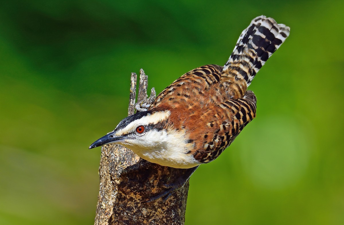 Rufous-naped Wren - Ad Konings