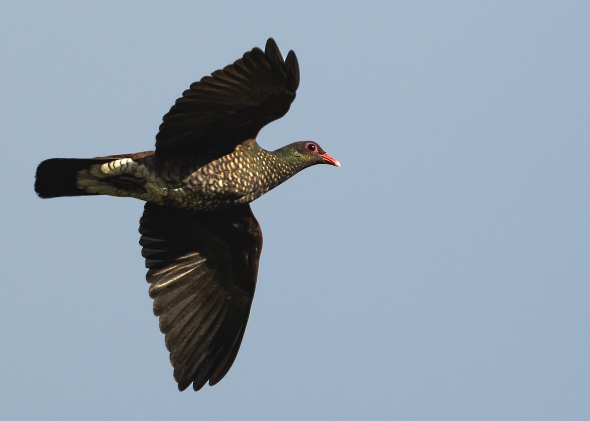 Scaled Pigeon - ML410071471