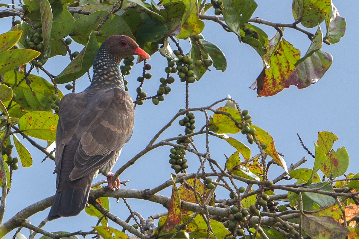 Scaled Pigeon - ML410071481