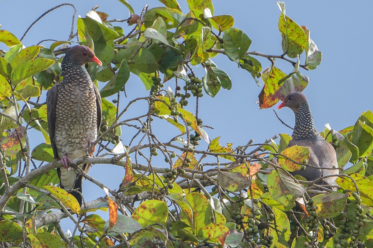 Scaled Pigeon - ML410071491