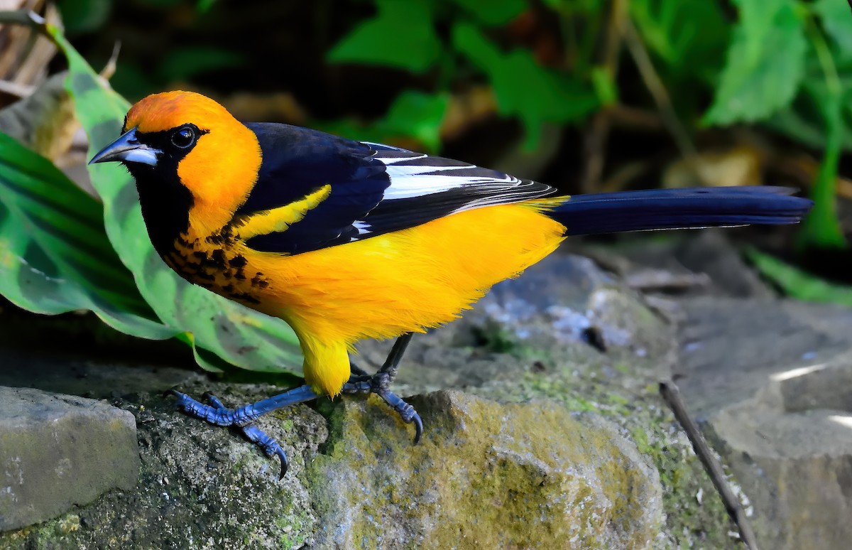 Spot-breasted Oriole - Ad Konings