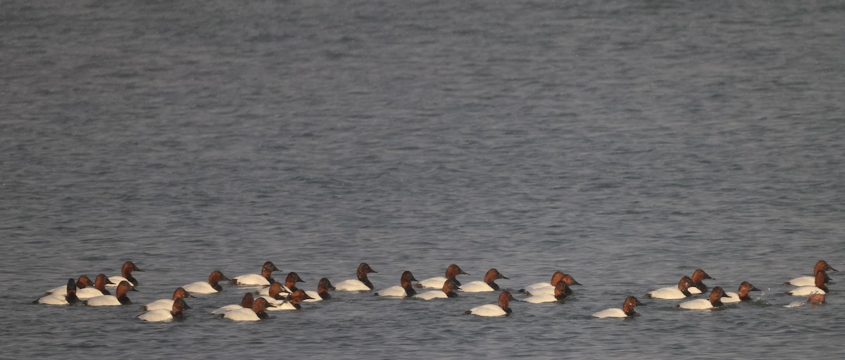 Canvasback - Tim Lenz