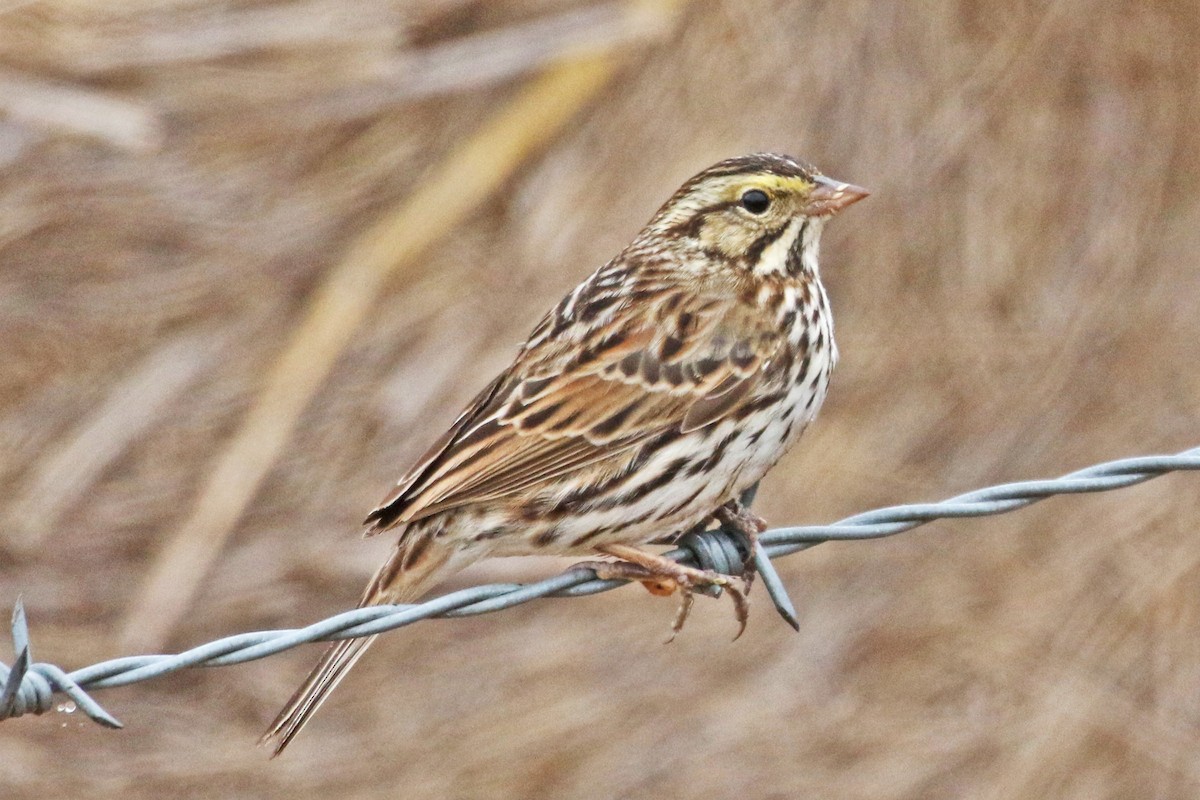 Savannah Sparrow - Galen  Stewart