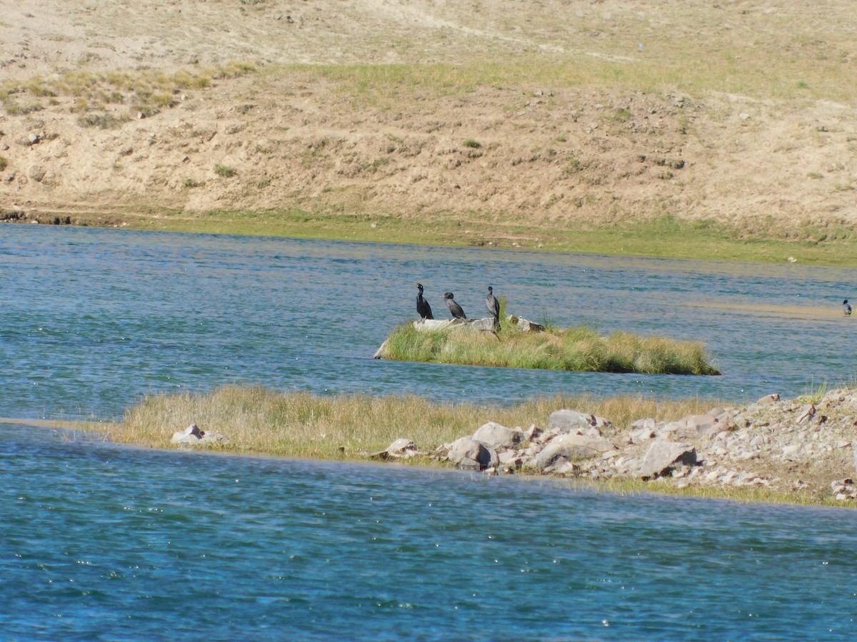 Cormorán Biguá - ML410073451