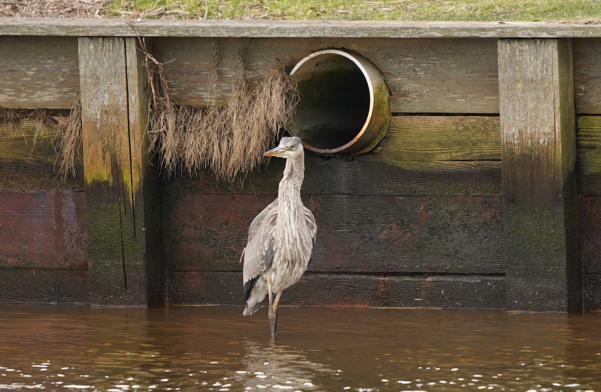 Great Blue Heron - ML410076191