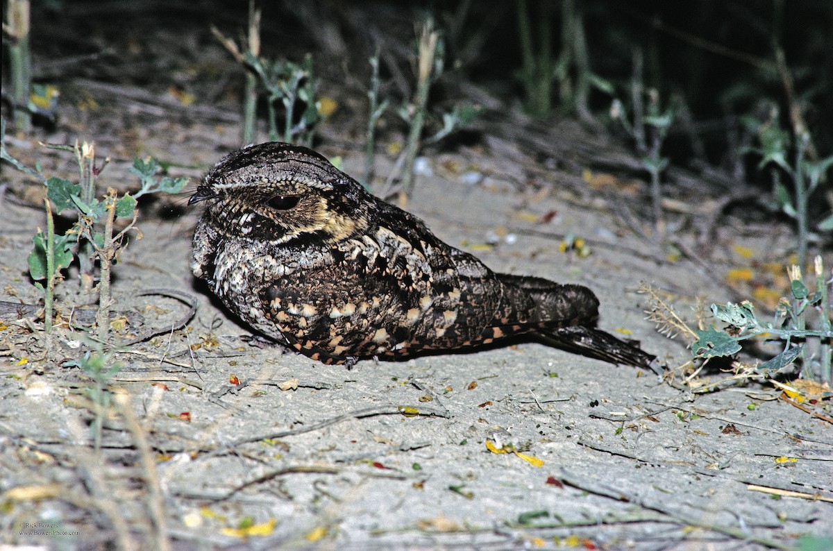 Chotacabras Cuerporruín Norteño - ML410076211