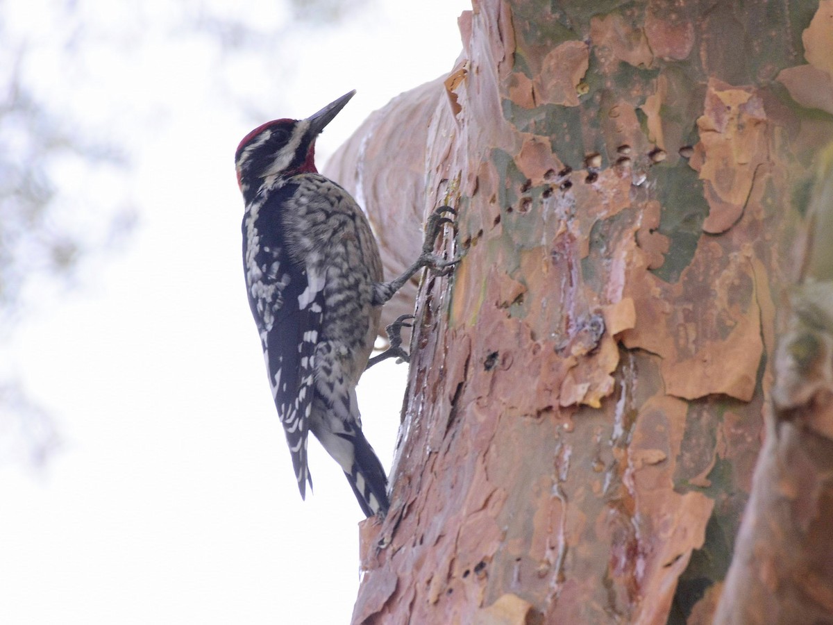 Red-naped Sapsucker - ML410076371