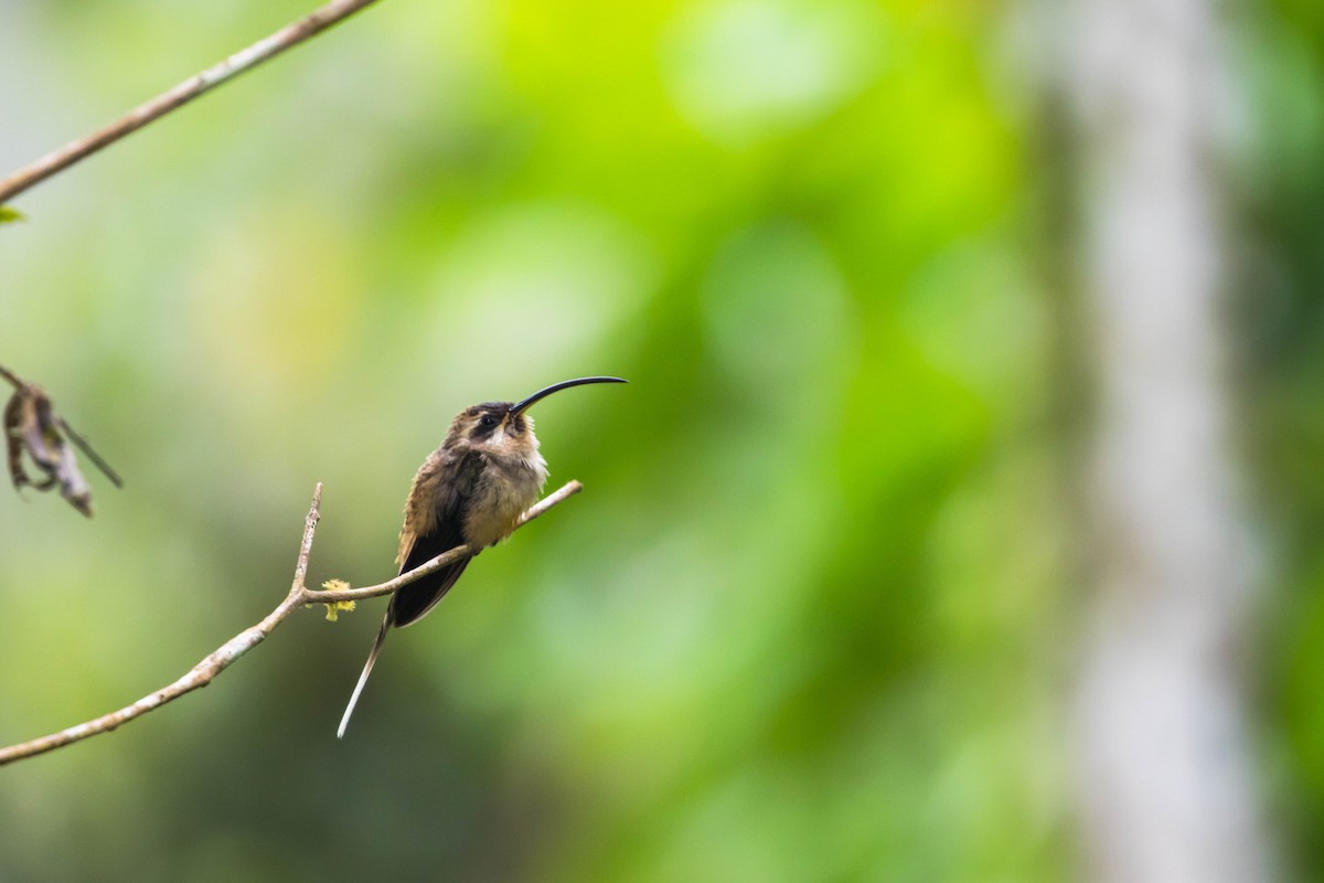 Длинноклювый колибри-отшельник - ML410076701
