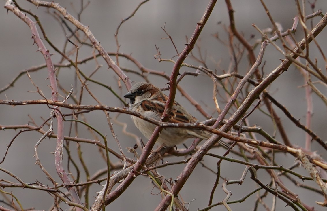 House Sparrow - ML410076741