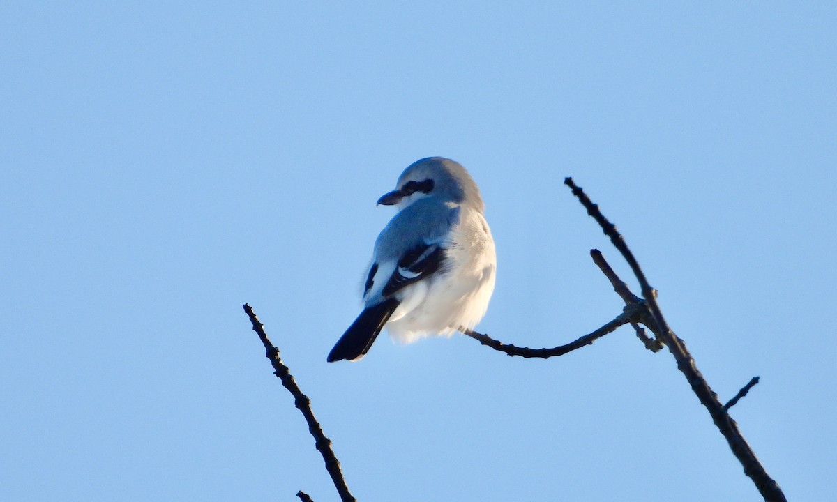 Northern Shrike - ML410077021