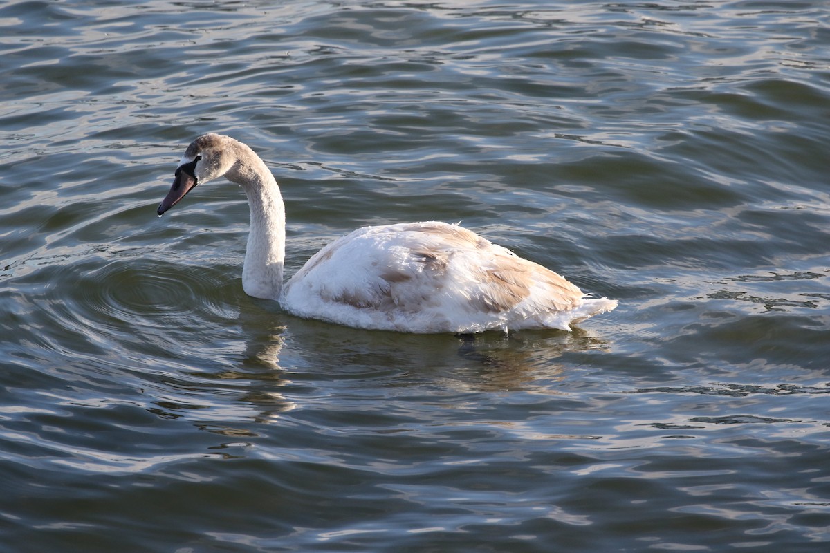 Mute Swan - Elinor George