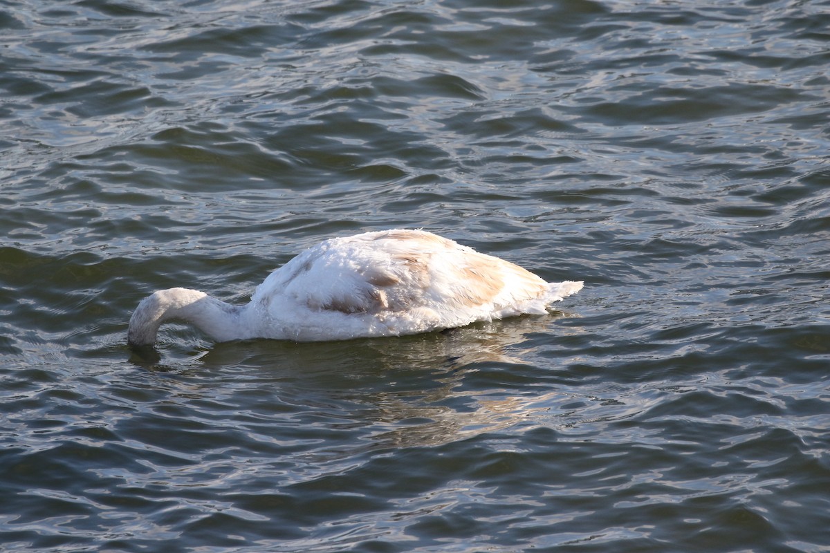 Mute Swan - ML410077171