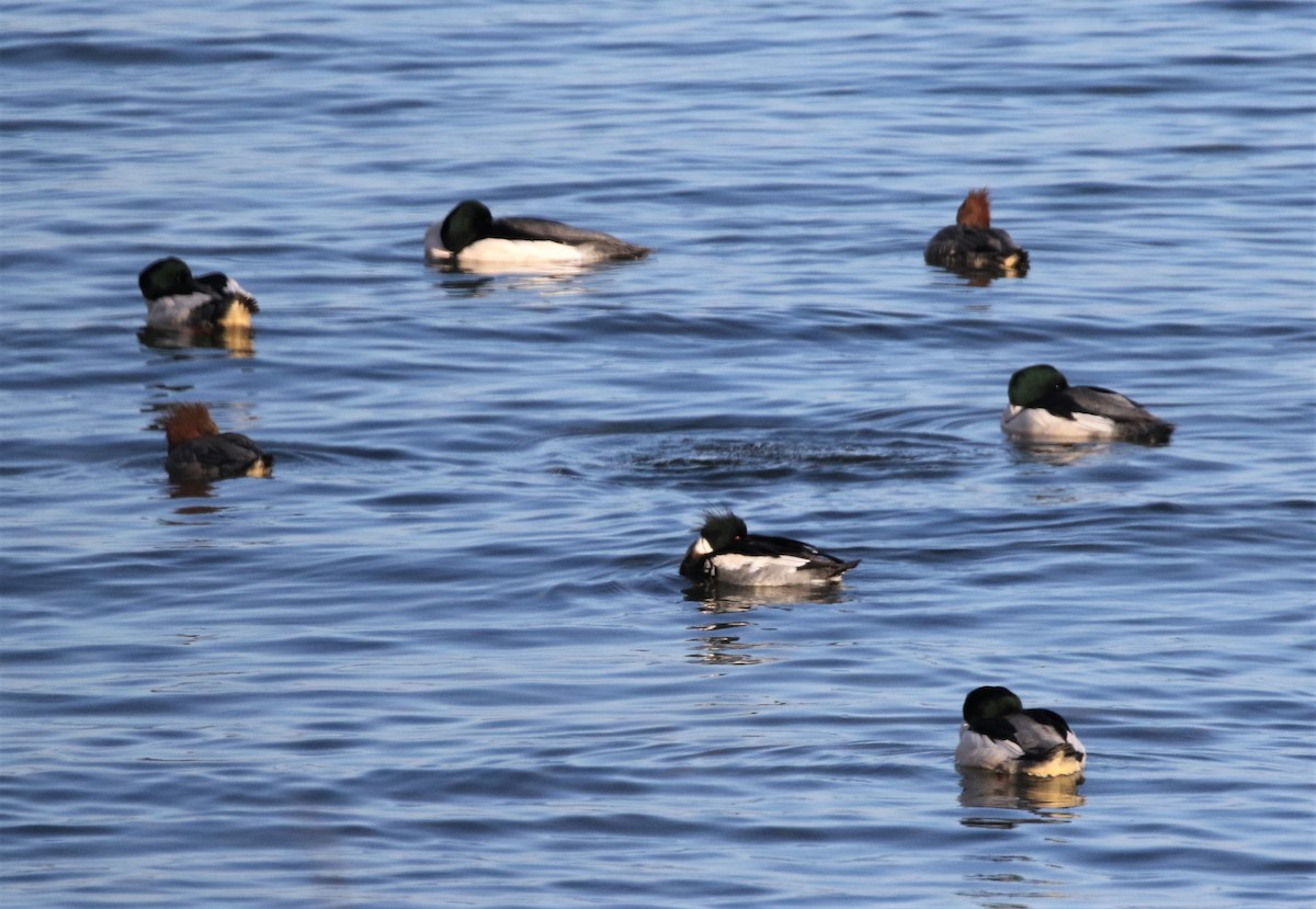 Red-breasted Merganser - Elinor George