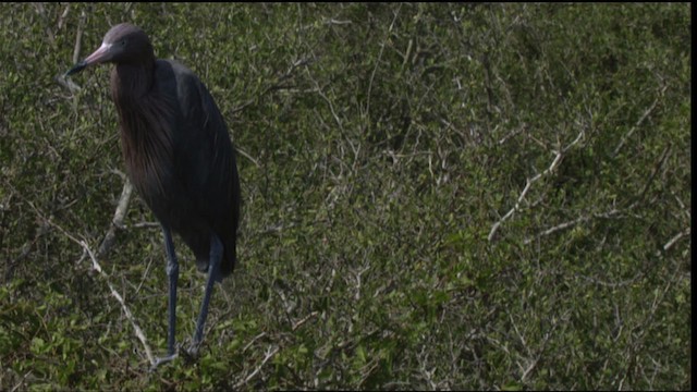 Reddish Egret - ML410080