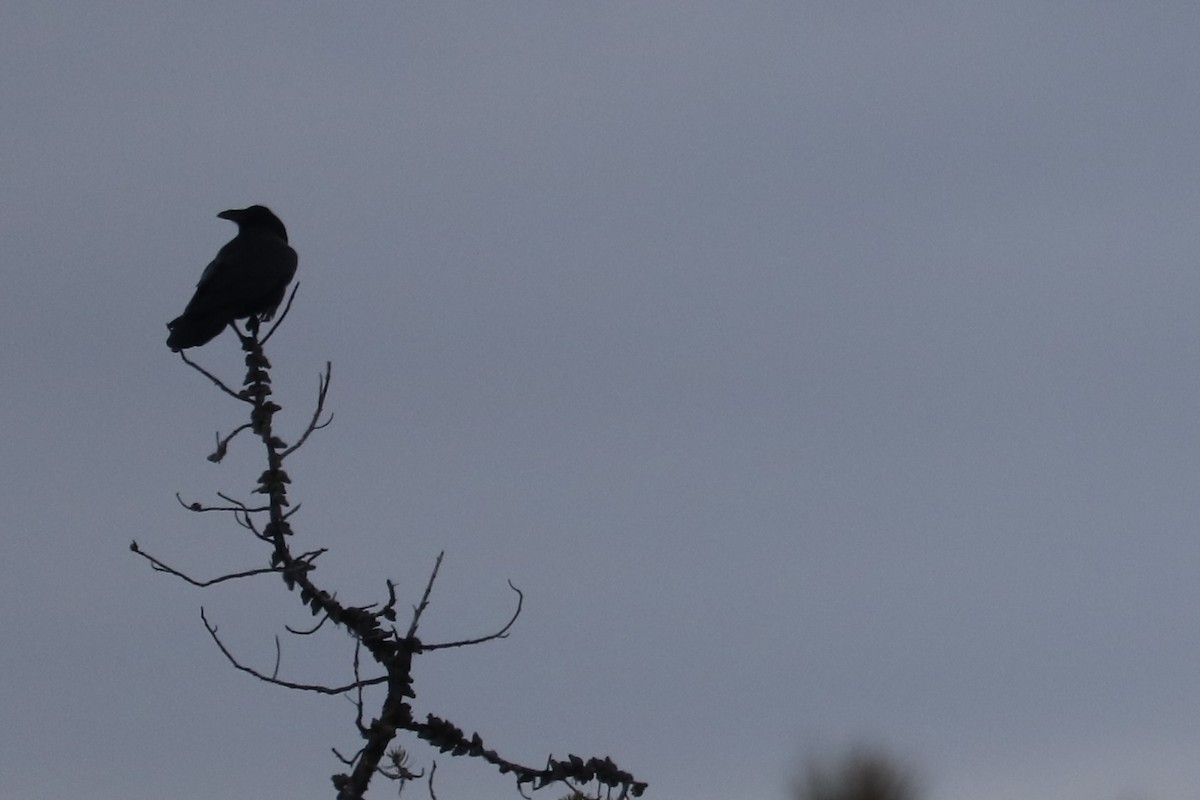 Common Raven - ML410080281