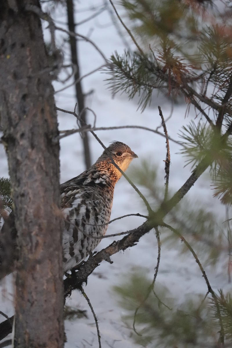 Ruffed Grouse - ML410080471