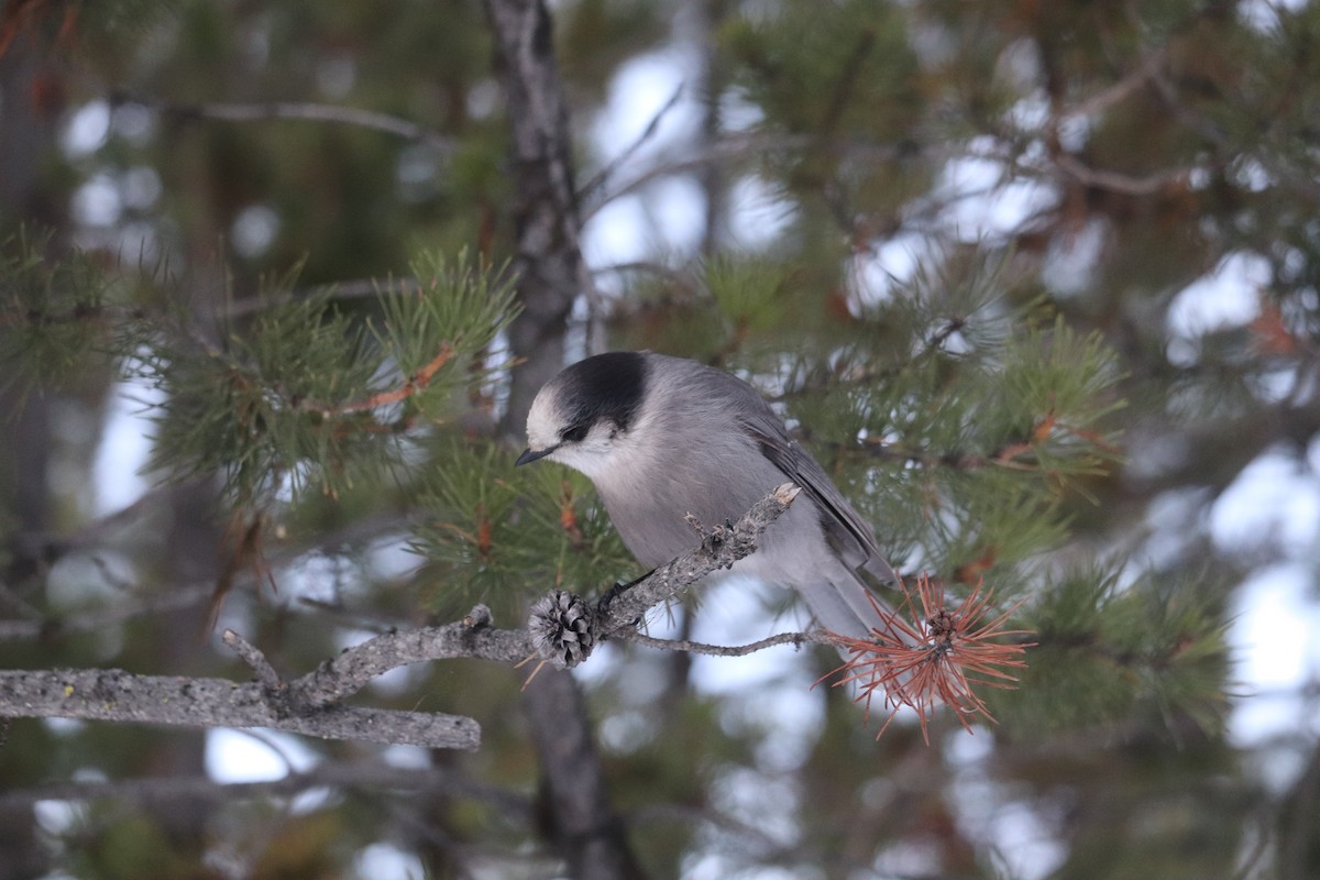 Canada Jay - ML410080741